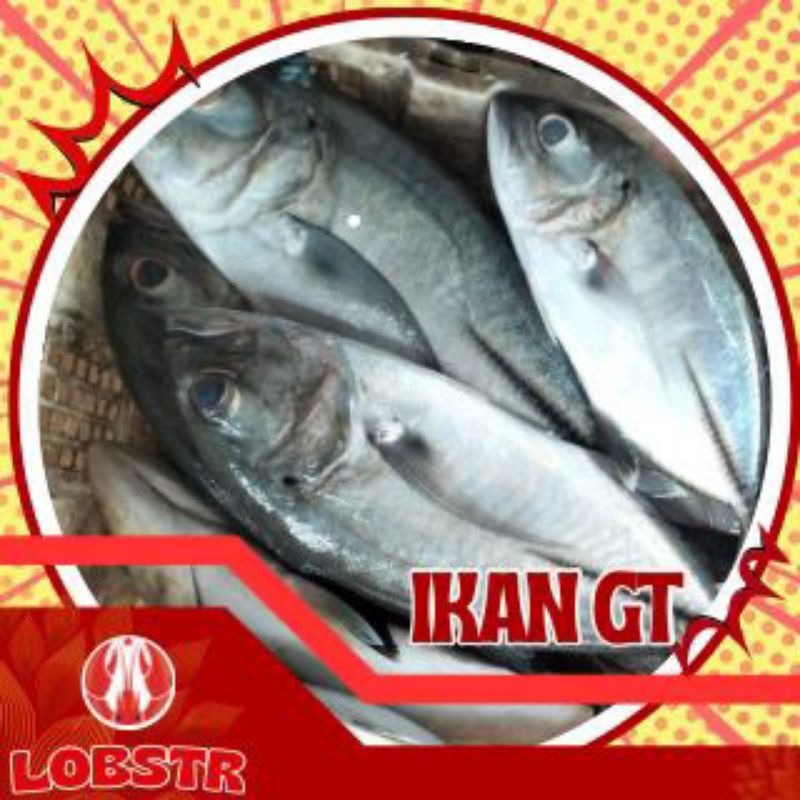 

Ikan GT/ Blencing Beku – Kualitas Ekspor 1 Kg | Fresh & Siap Masak