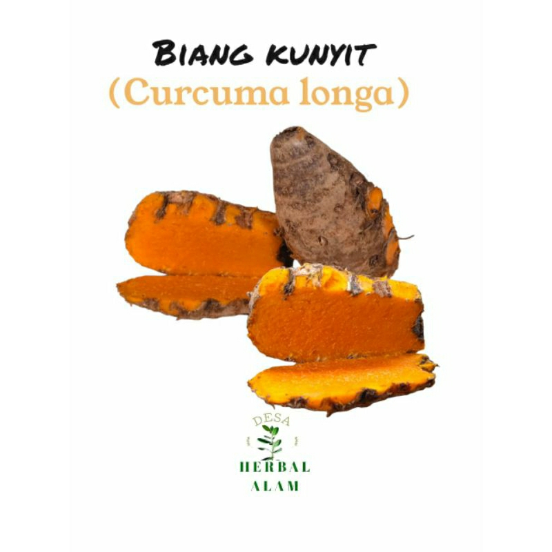 

Biang kunyit // empu kunyit //induk kunir 500grm fress untuk herbal kesehatan