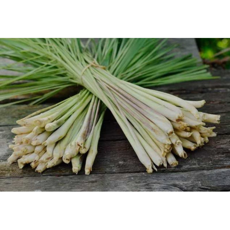 

seray bumbu masakan 1 /ikat besar kondisi isi 30 batang