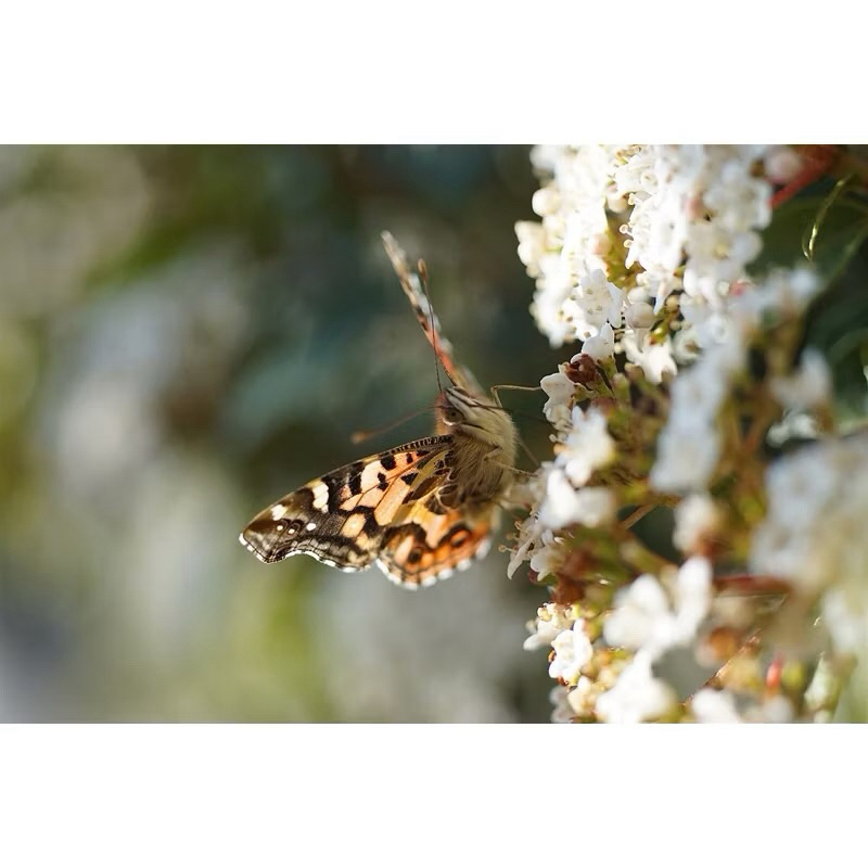 Lensa Minolta Af Macro 50mm f2.8 klasik, mount minolta/Sony A mount