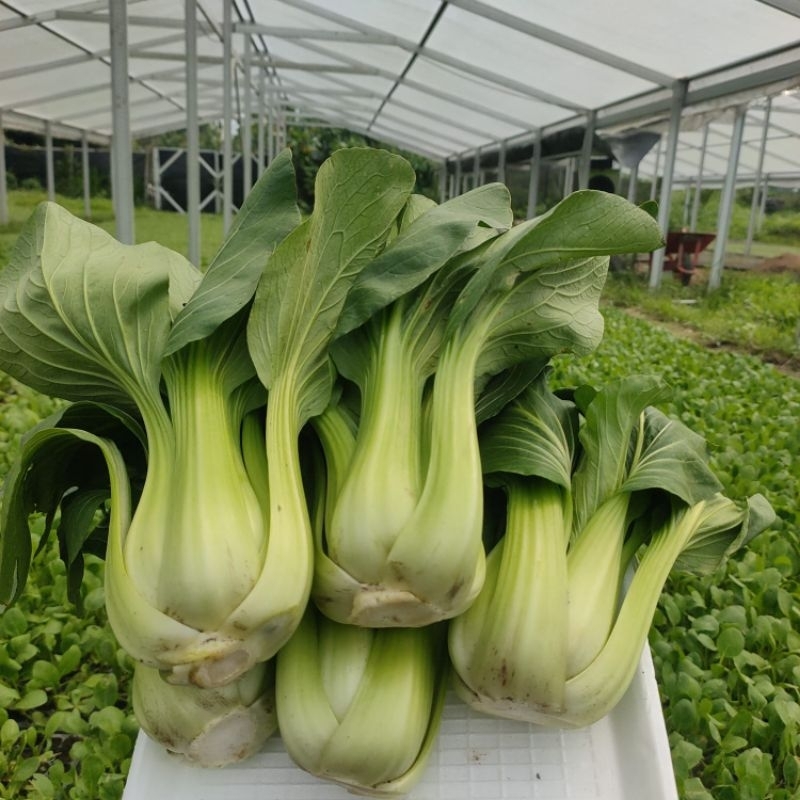 

SAYUR SAWI PAKCOY 250 GRAM