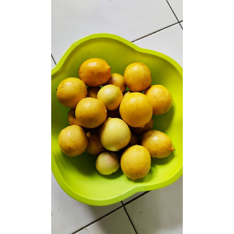 

Lemon lokal fresh petik pohon