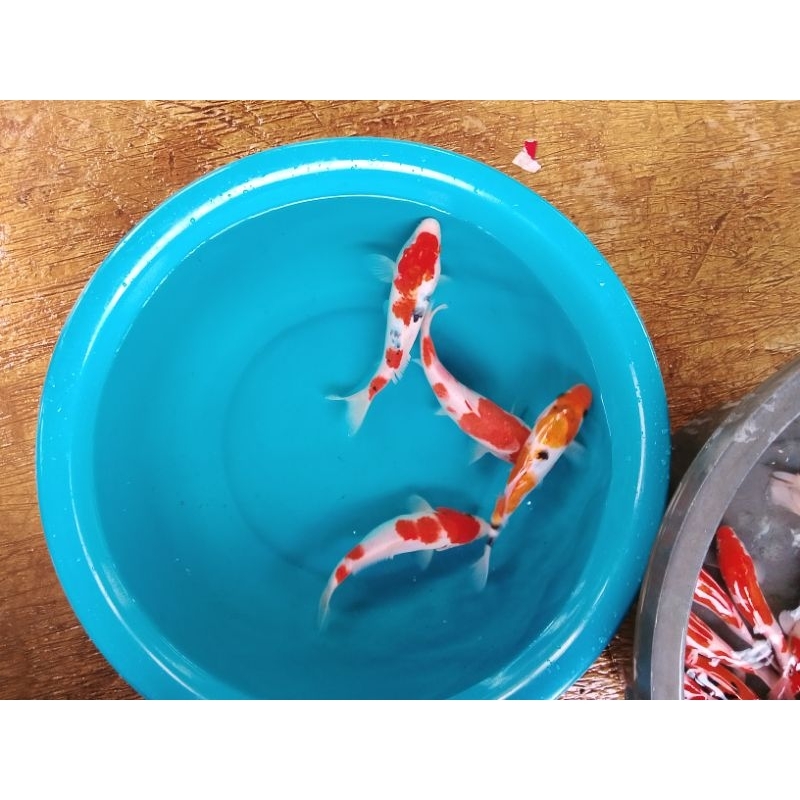 ikan koi 20cm