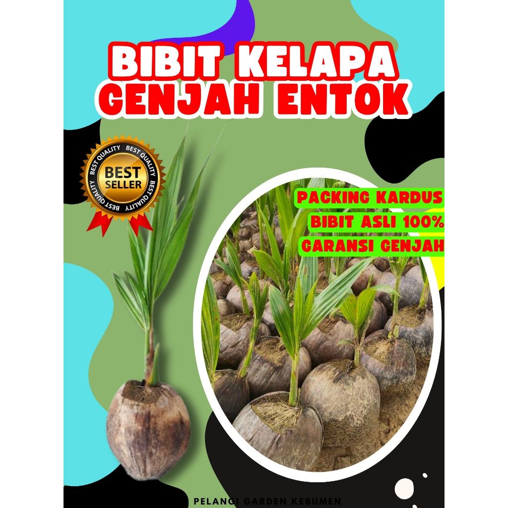BIBIT PREMIUM.. Pokok Buah Kelapa Entok, Pokok Buah Kelapa Entog, Pokok Buah Kelapa Entok Anakan