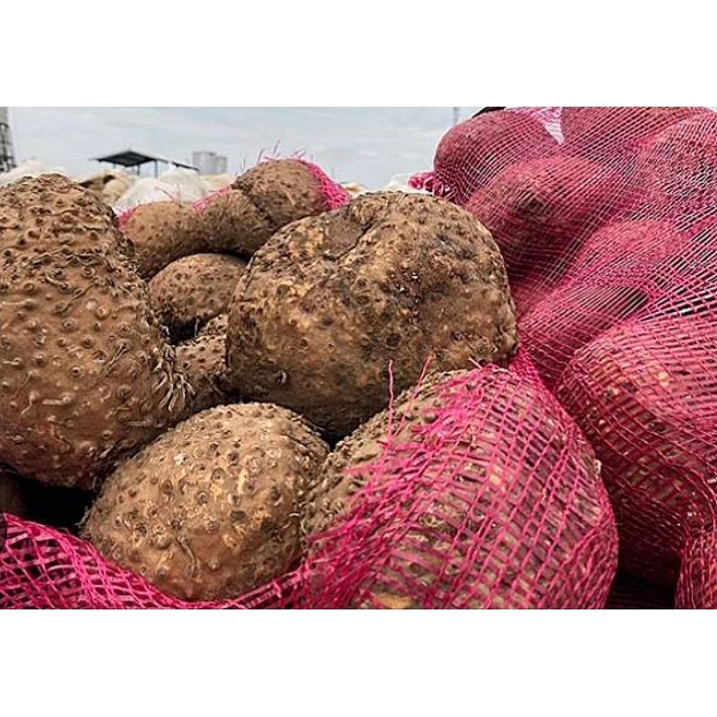 

UMBI PORANG SUPER UNTUK BIBIT 1KG