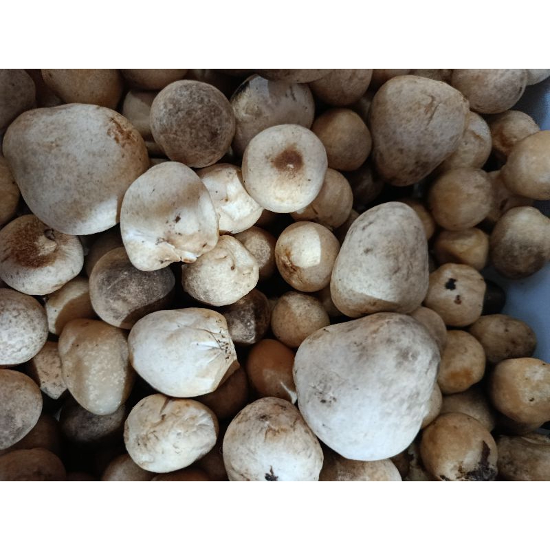 

jamur merang/jamur kancing