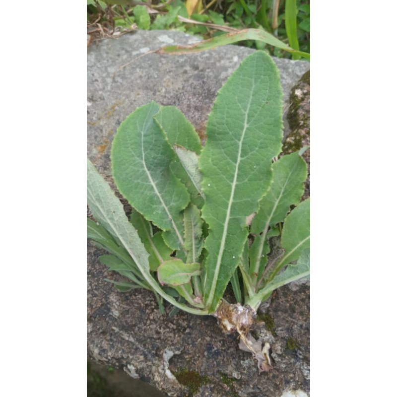 

POHON TEMPUYUNG SEGER