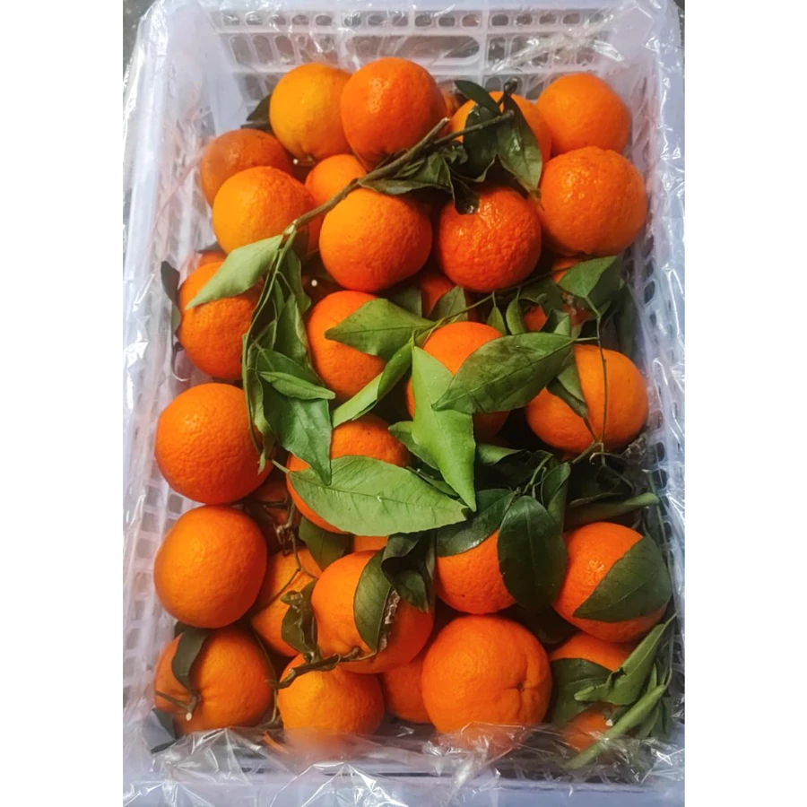 

Jeruk BABY Wokam Wogam Wogan Mini Mandarin Orange 无籽沃甘 450 - 500 gr