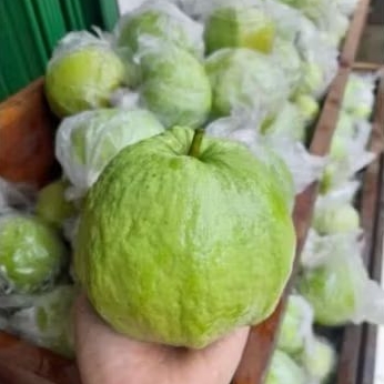 Jambu Kristal JAMKRIS Super - Lokal Alas Roban - Fresh tanpa Biji Manis Renyah