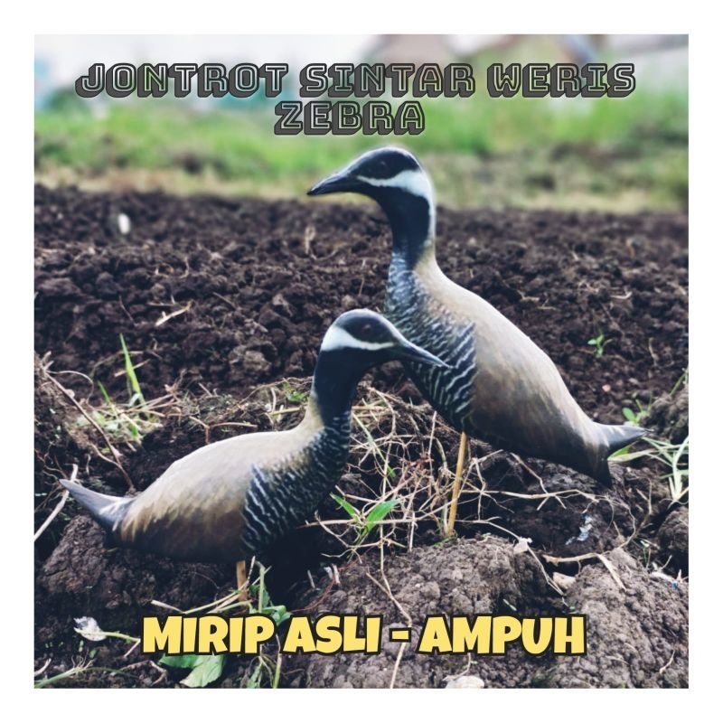 PATUNG JONTROT BURUNG SINTAR WERIS ZEBRA - JONTROT BURUNG SINTAR WERIS ZEBRA