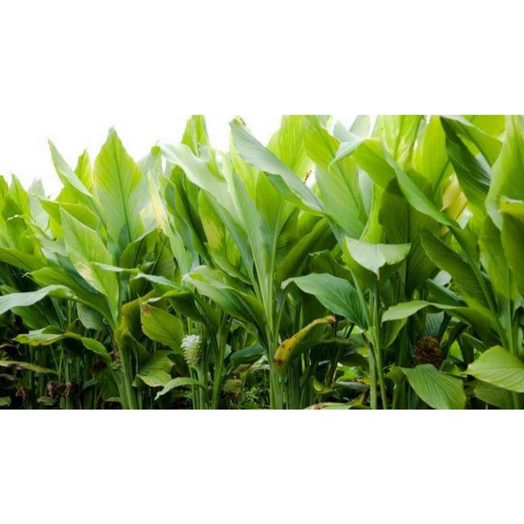 

Daun Kunyit Segar 500 gr petik langsung