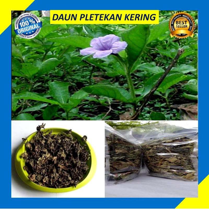 

Daun Pletekan | Kencana Wungu Kering Pohon Herbal