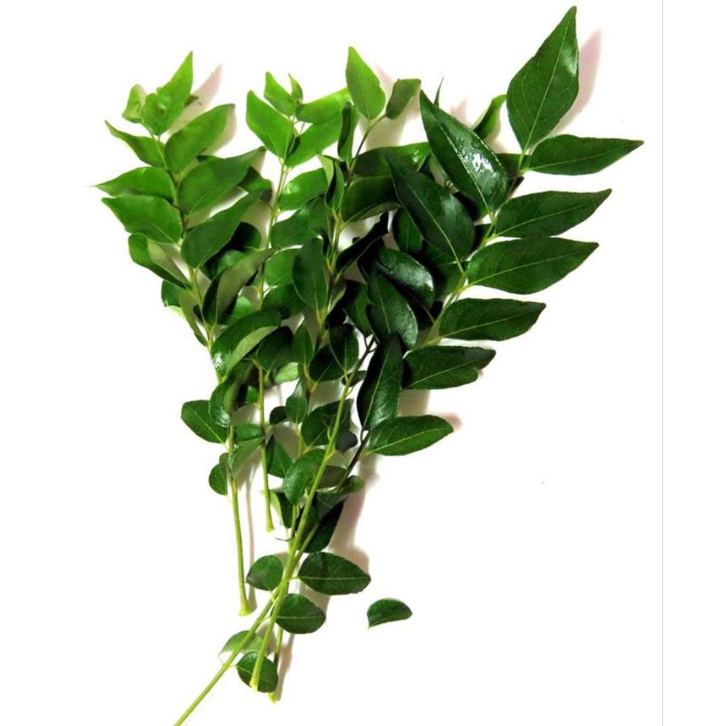 

daun kari segar