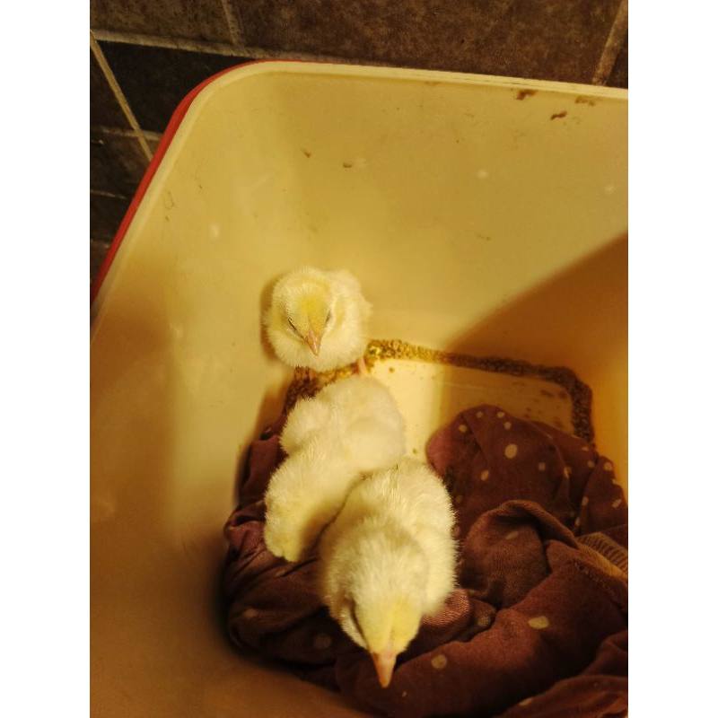 

Telur fertil Indukan Ayam Shamo