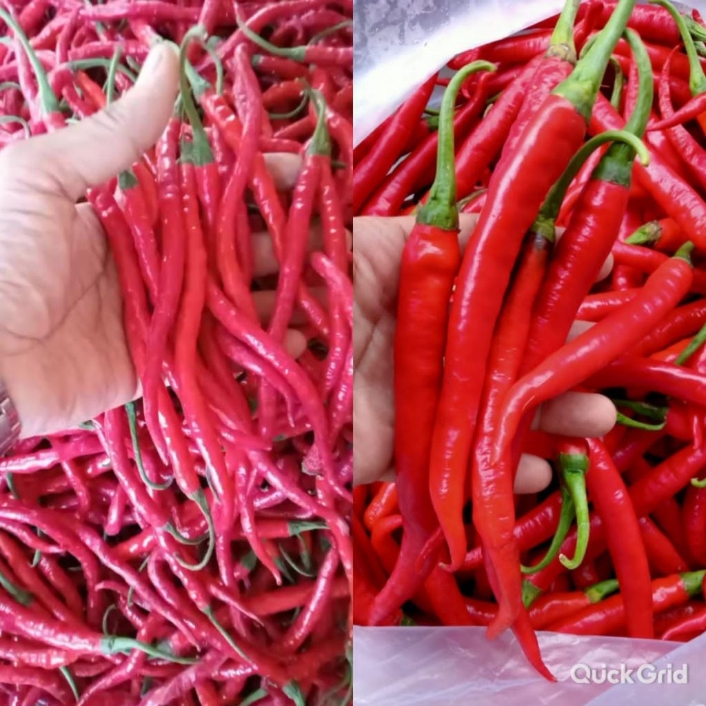 

cabe kriting cabe merah besar berat bersih 500g