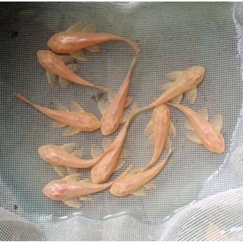 gibicep albino mata merah