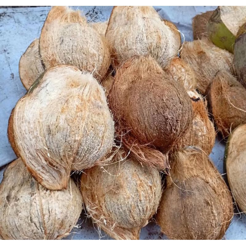 

kelapa tua 1buah