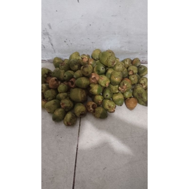 

Mbuluk,Biruluk,pentilkelapa,minimal10pcs