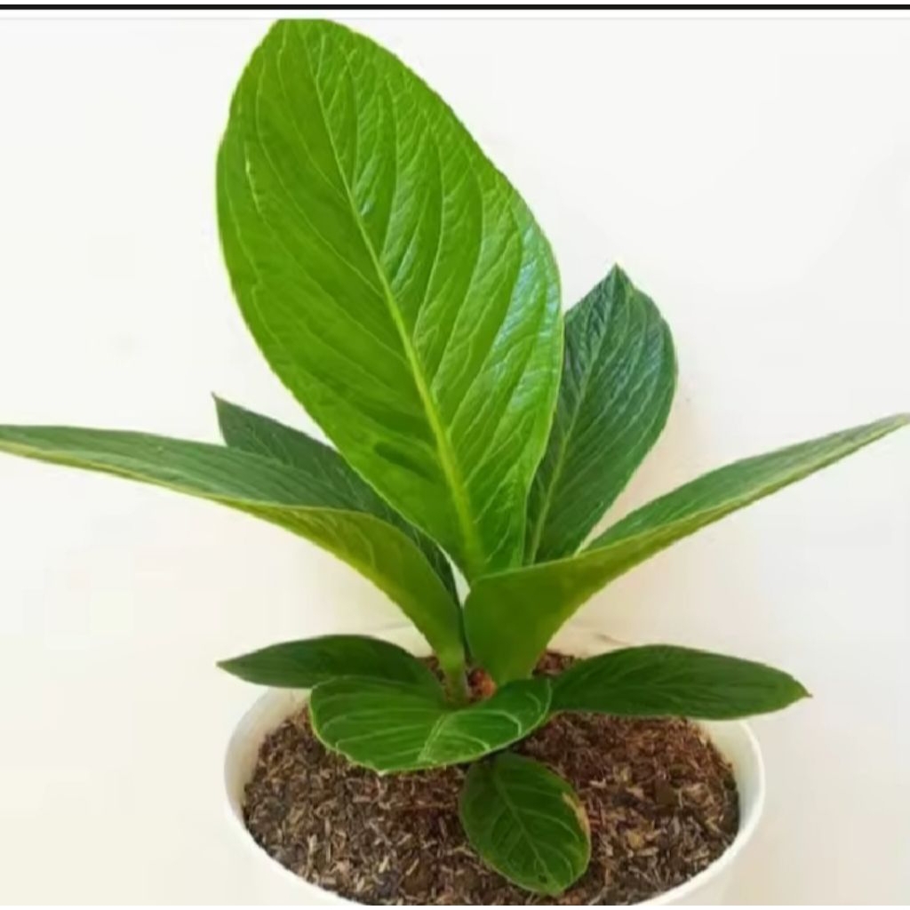 anthurium jemani cobra / kol