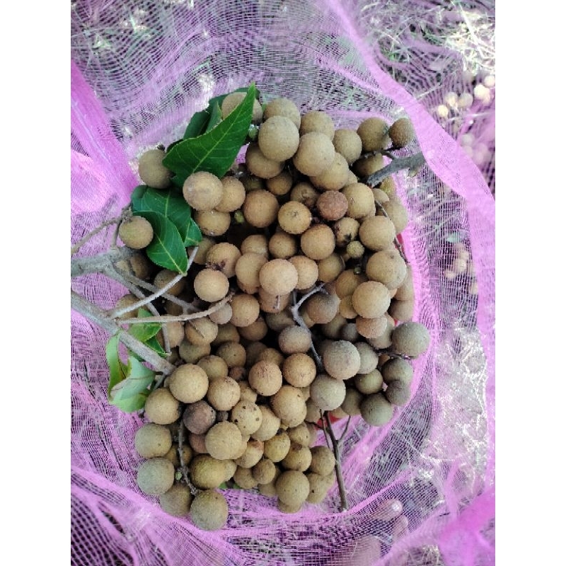 

klengkeng new kristal fresh dari kebun