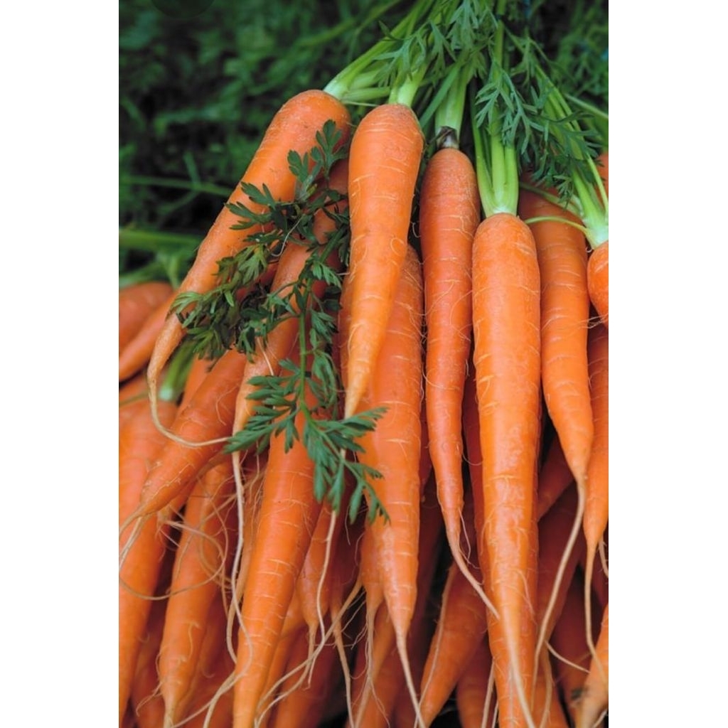 

SAYUR WORTEL 250 GRAM