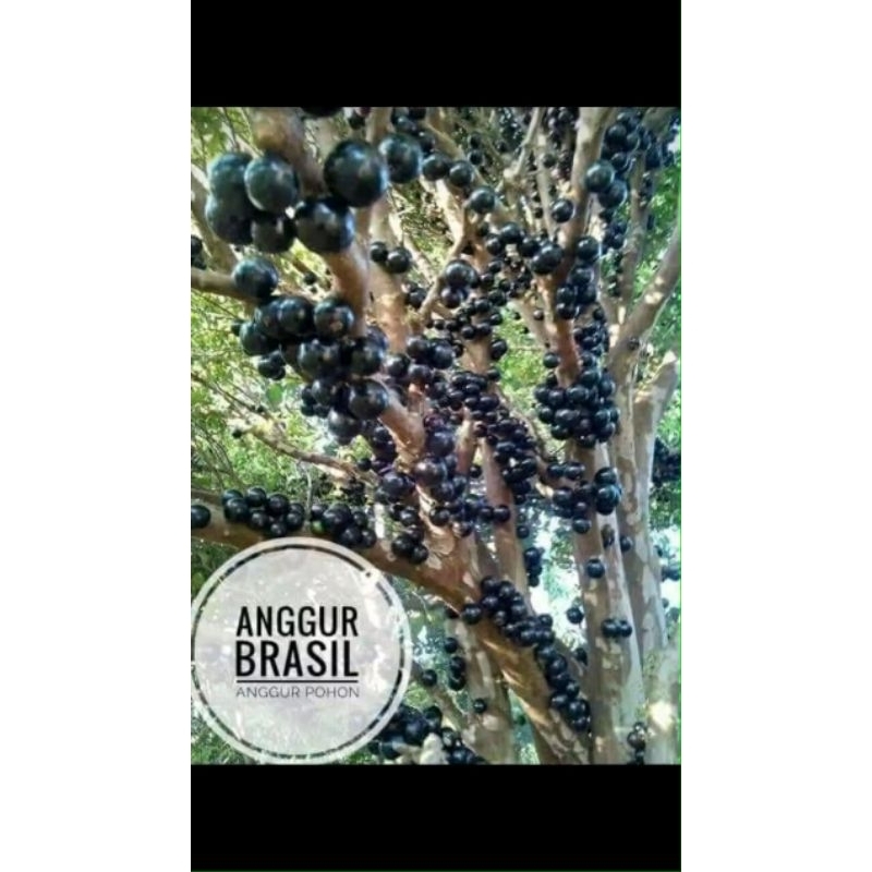 

bibit anggur berazil asli ukuran 80cm