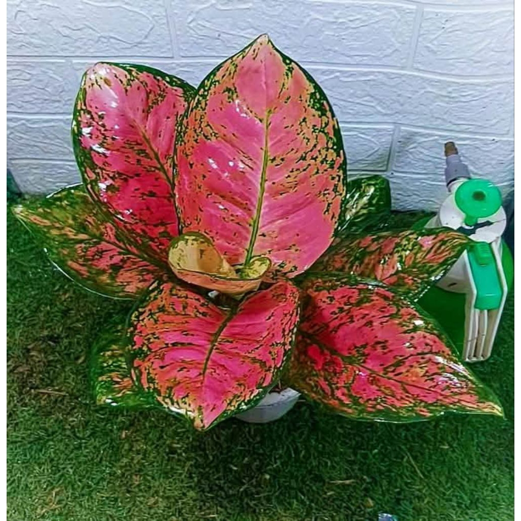 tanaman hias aglonema super red venus / aglonema red venus / red venus / aglonema