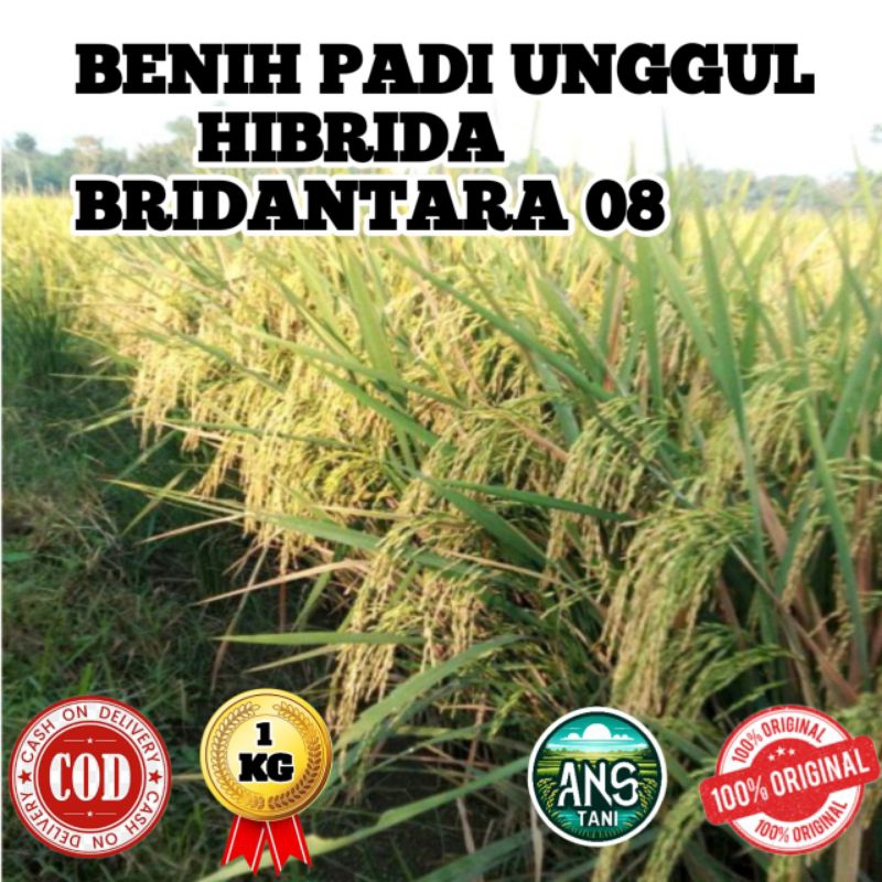 BENIH PADI UNGGUL HIBRIDA BRIDANTARA 08 BERKUALITAS KEMASAN 1KG