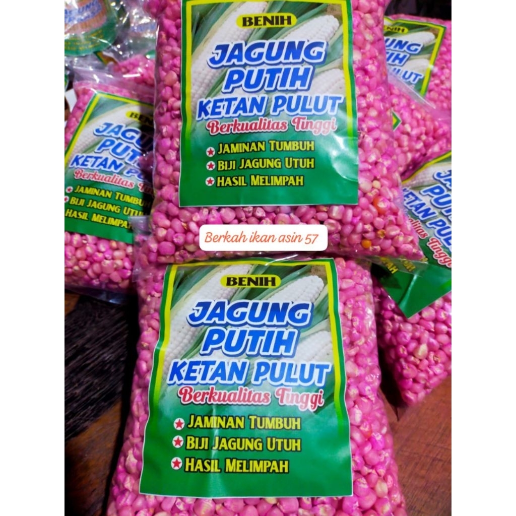 Teh_Teh Maniez 1Kg Benih Jagung Ketan Pulut Putih Fres Primium Siap Tanam