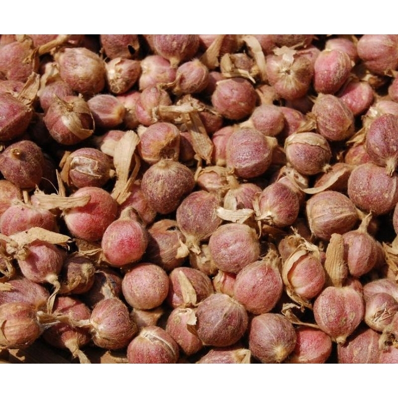 

Buah Kapulaga Pres Di Ambil Langsung Bila Ada Orderan Masuk 1kg