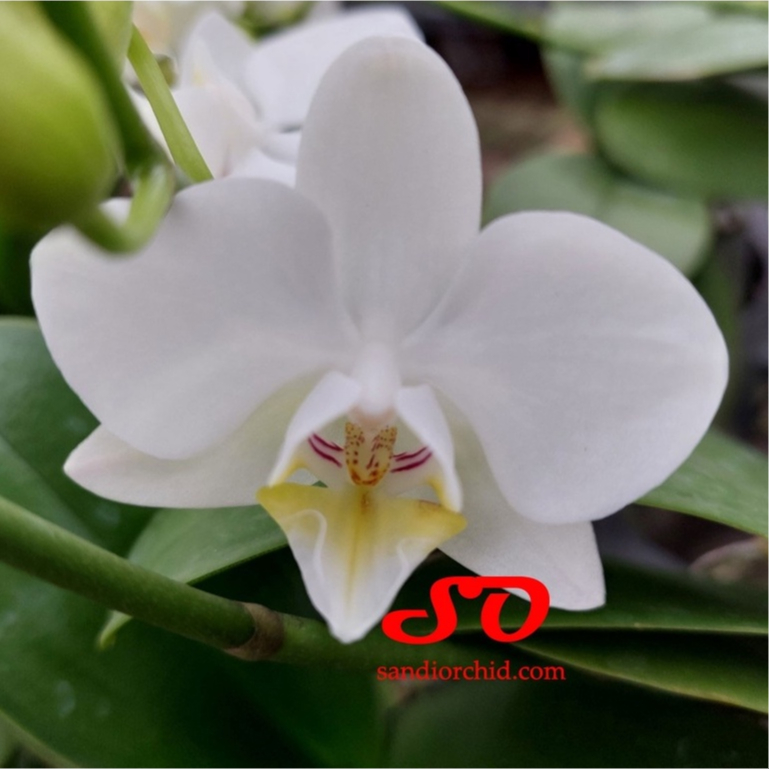 Anggrek Bulan Mini Putih Lidah Kuning