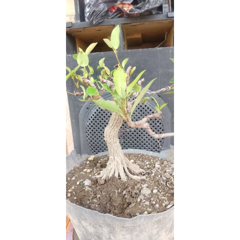 bonsai iprik/bonsai fikus/bonsai beringin