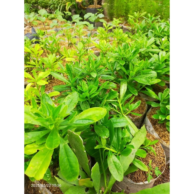 Tanaman ginseng jawa