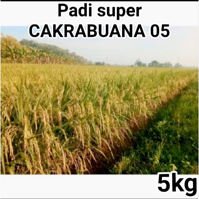 BENIH BIBIT PADI CAKRABUANA 05 AGRITAN KEMASAN 5KG