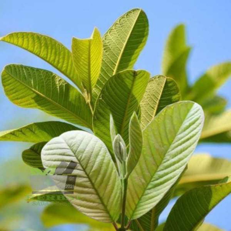 

pucuk daun jambu biji herbal 250gr