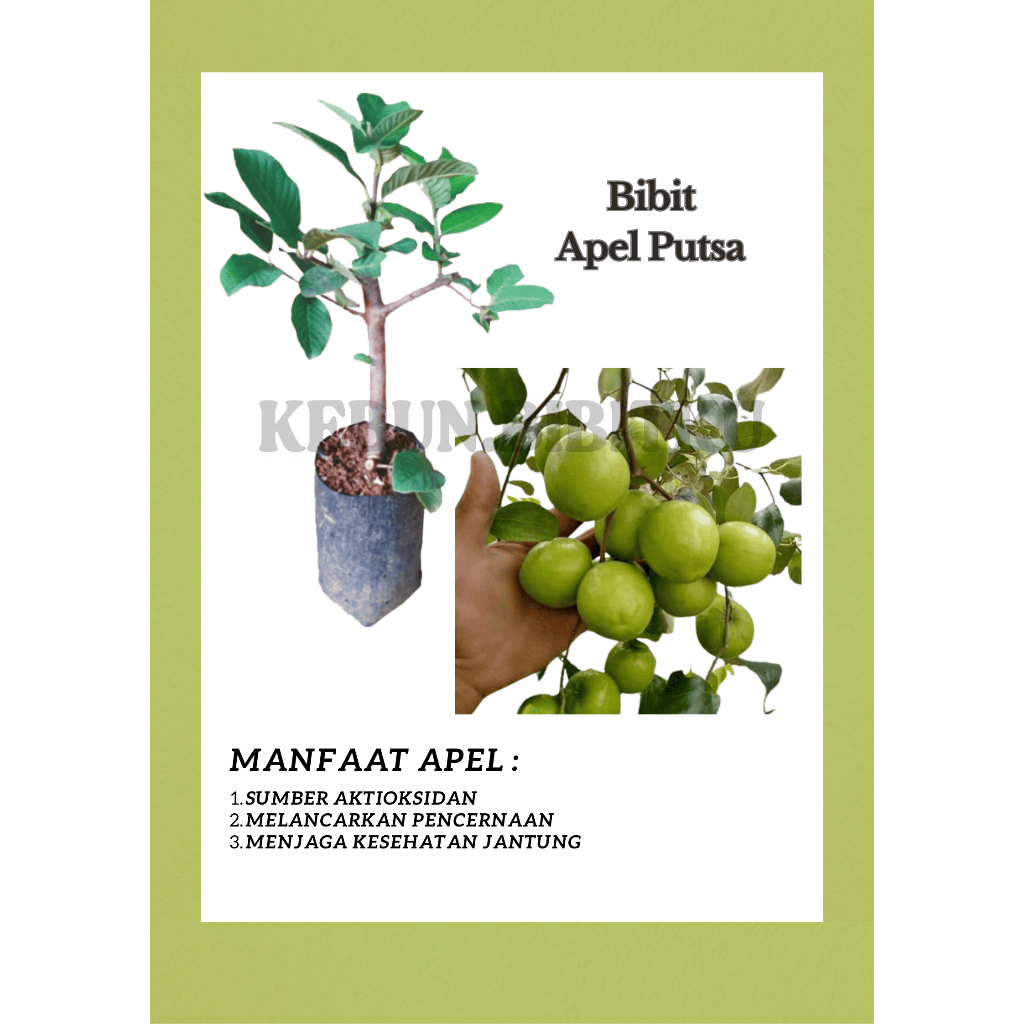 

BIBIT APEL PUTSA/INDIA UKURAN POLYBAG 40