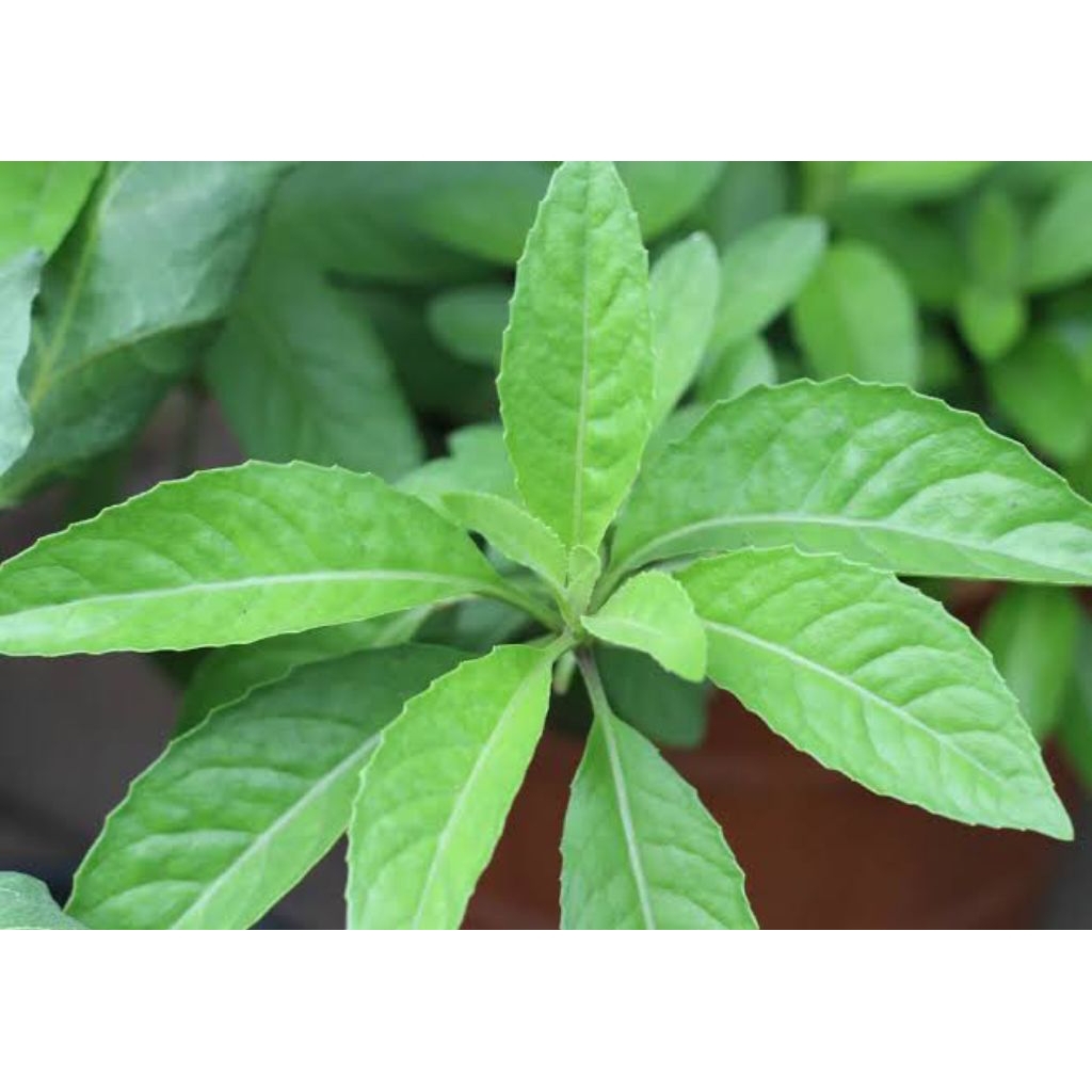 

sambung nyawa - tanaman herbal - obat tradisional