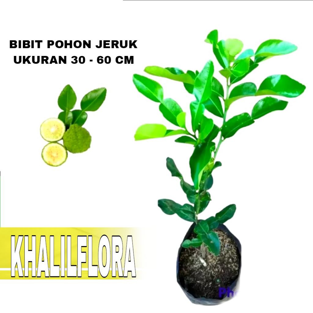 Pohon Jeruk Hidup Asli - Bibit Pohon Jeruk Purut Tanaman Hidup