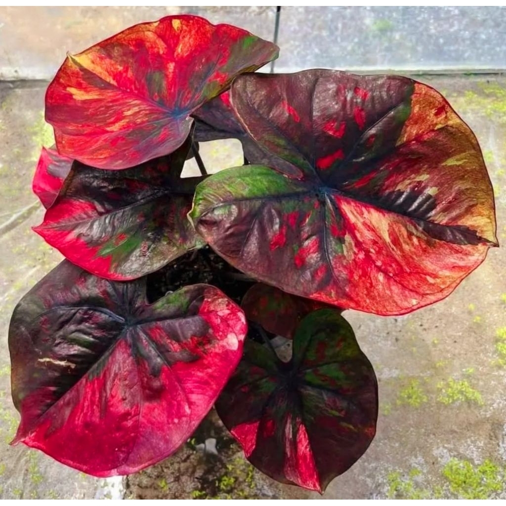 ( BISA COD ) Caladium Merah Imflora Keladi Hias Merah Inflora Tanaman Hias Keladi Murah Meriah / Kel