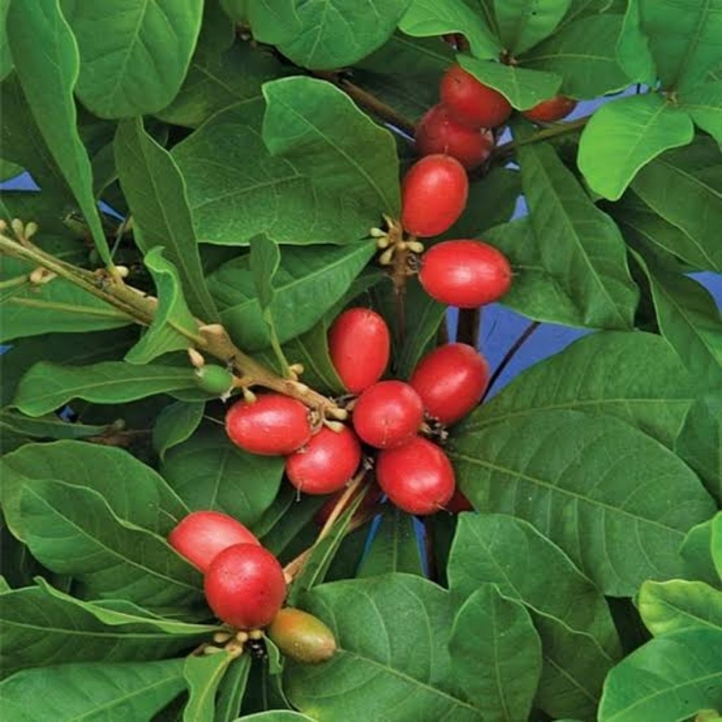 Bibit Miracle Fruit Sudah Berbunga