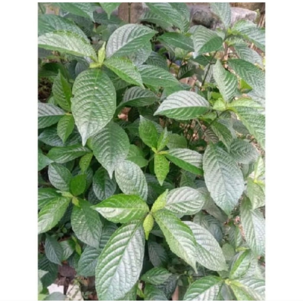

Daun keji beling segar fresh per 100gr