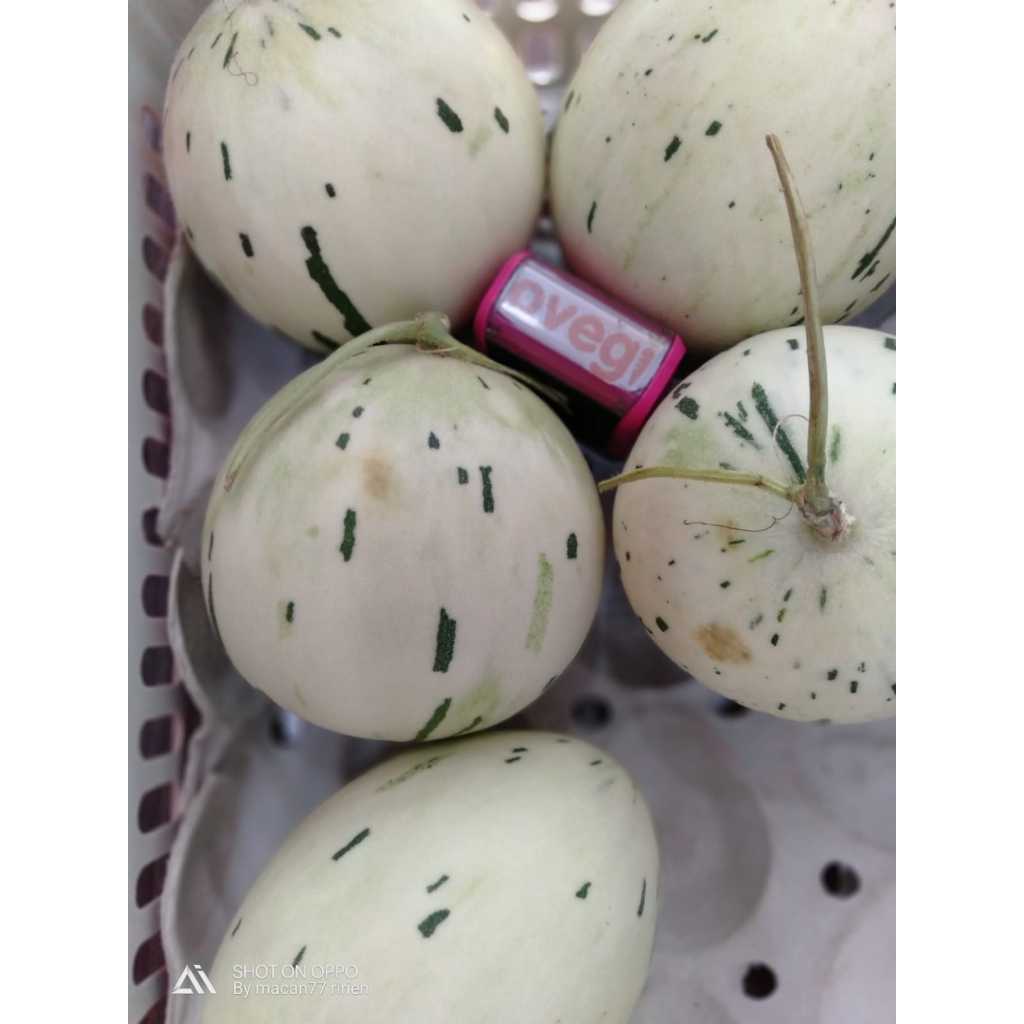 

MELON DALMATIAN PREMIUM/MELON DALMATIAN 1 PCS