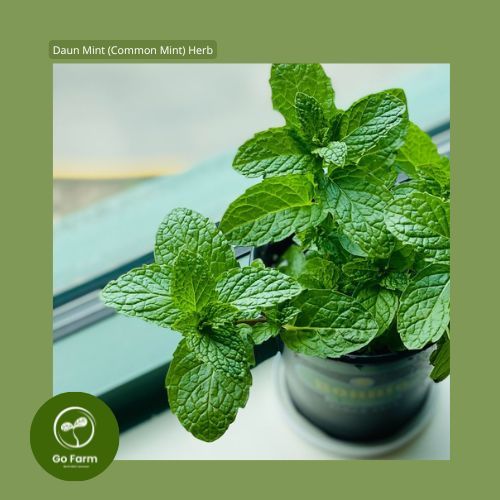 Benih Bibit Daun Mint (Common Mint) Herb