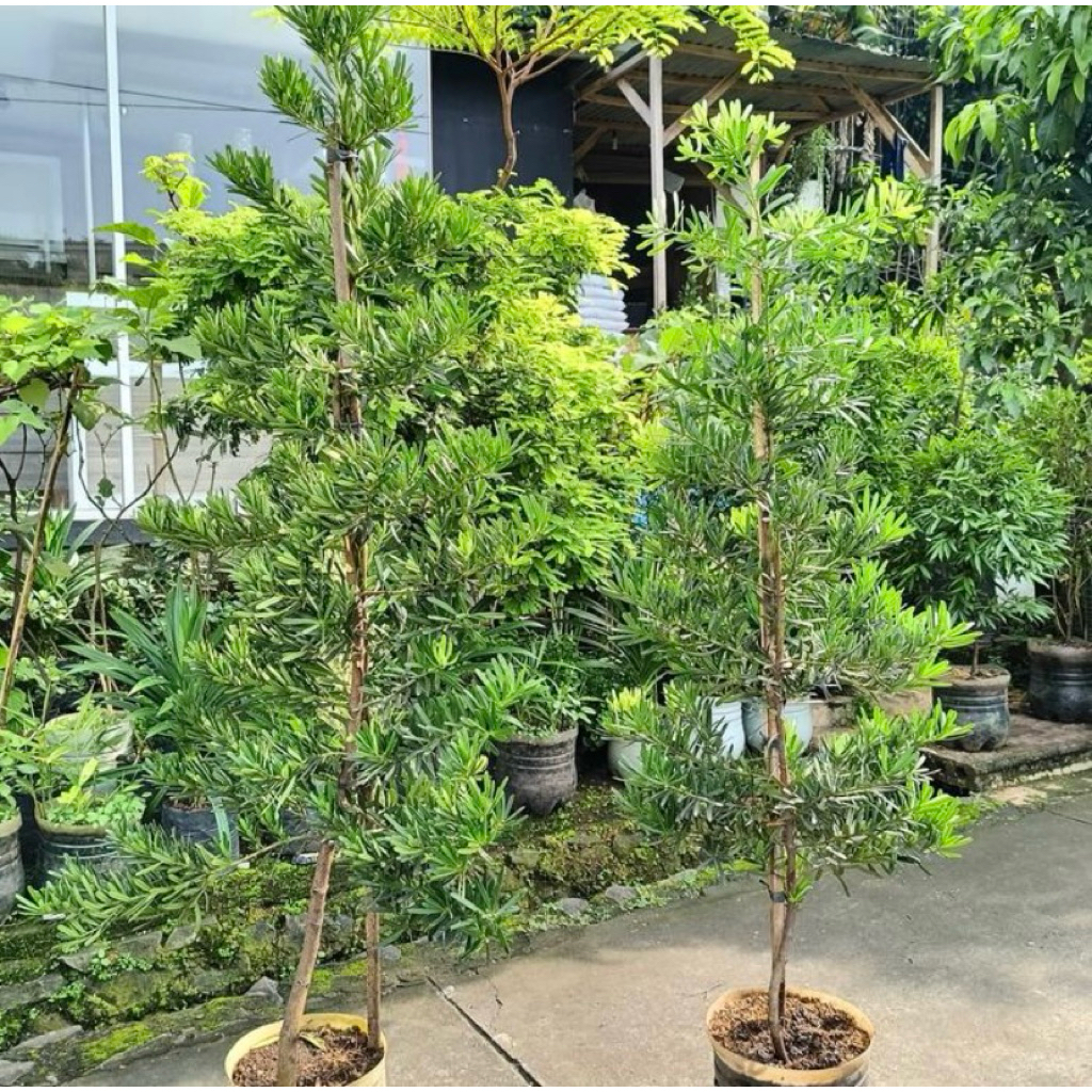 bibit lohansung pohon lohansung tanaman lohansung mawar ukuran besar