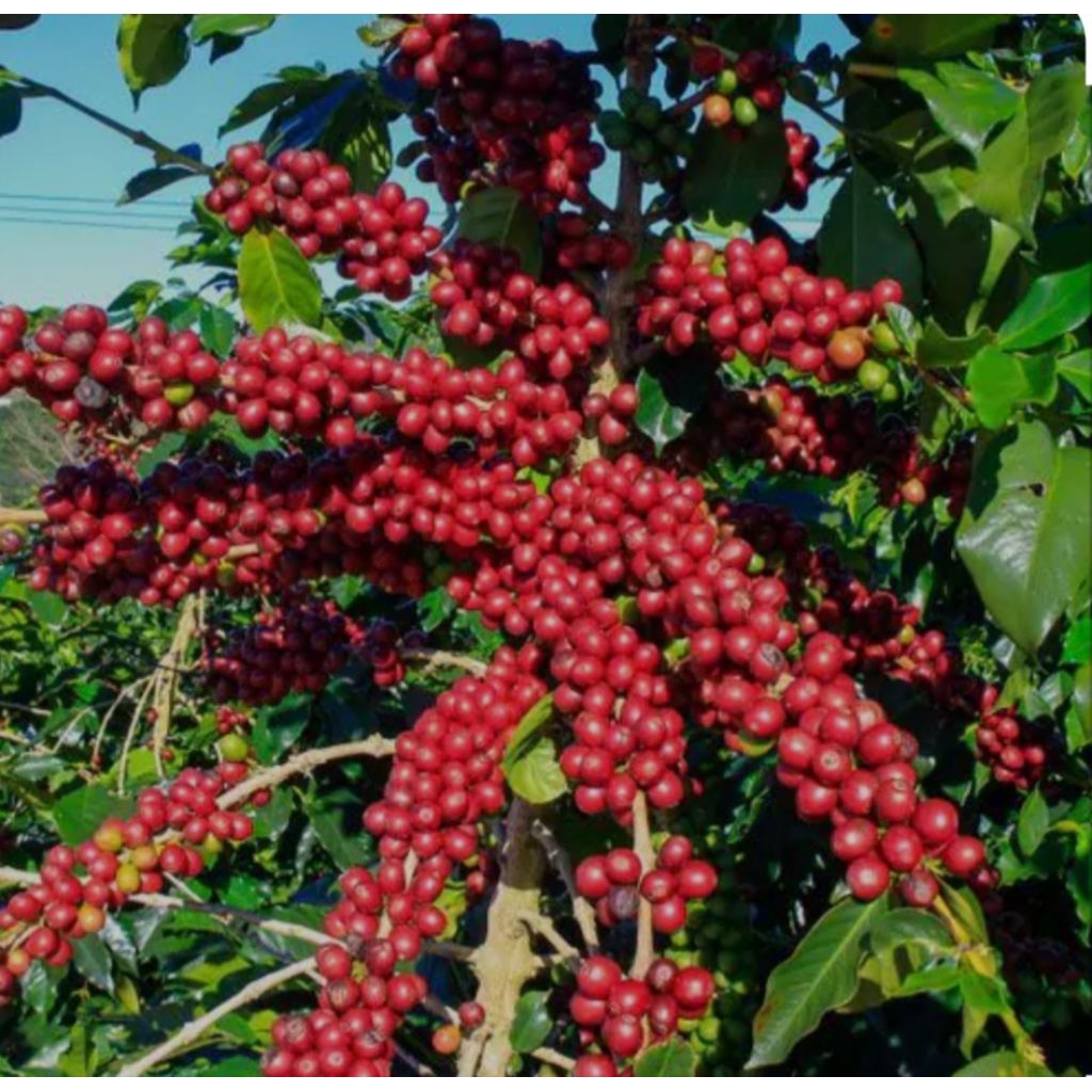 

bijikopi kering rubusta berat neto 1kg.