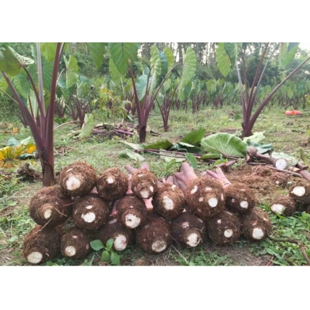 

umbi talas merah per kg