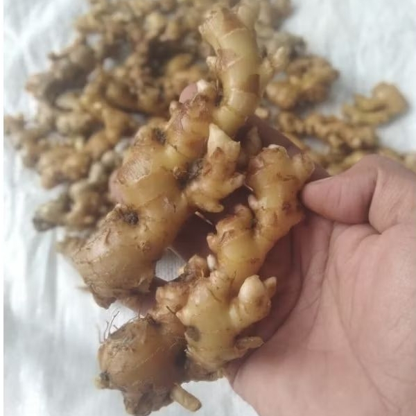 

jahe emprit segar fresh,(500gram)di ambil langsung dari kebun