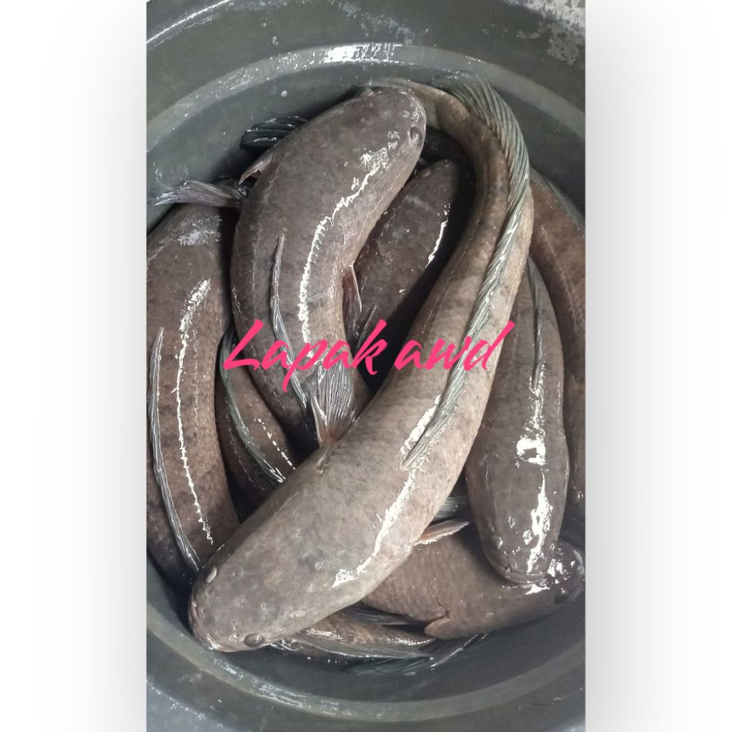Ikan gabus hidup 1kg