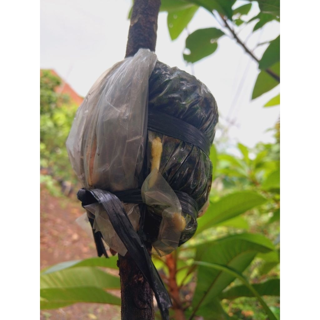 fc mamey sapote keywest bercabang