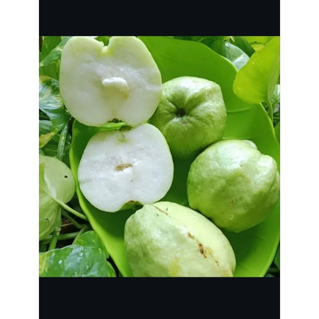 

jambu kristal fress 500gram